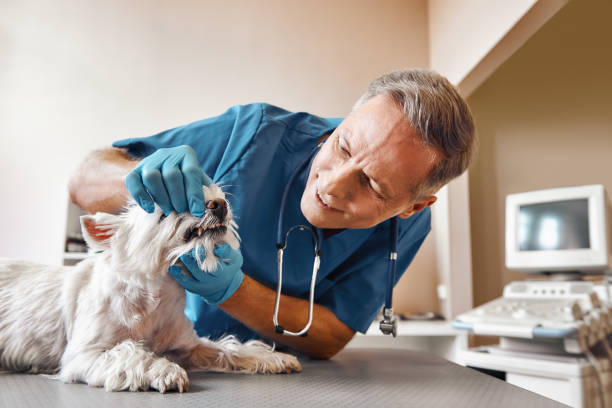 Best Pediatric Emergency Dentist in Clinton, IA